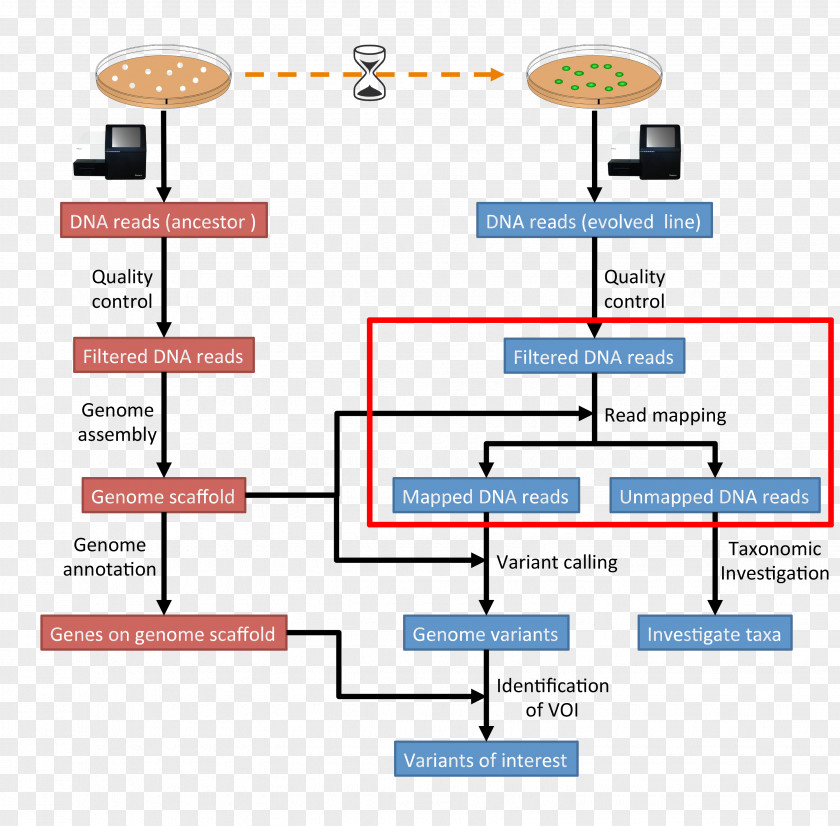 Map DNA Sequencing Gene Mapping Sequence Assembly PNG