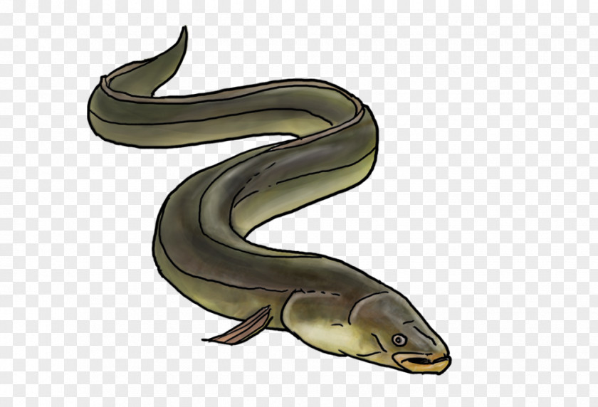 Marine Mammal Terrestrial Animal Fish PNG