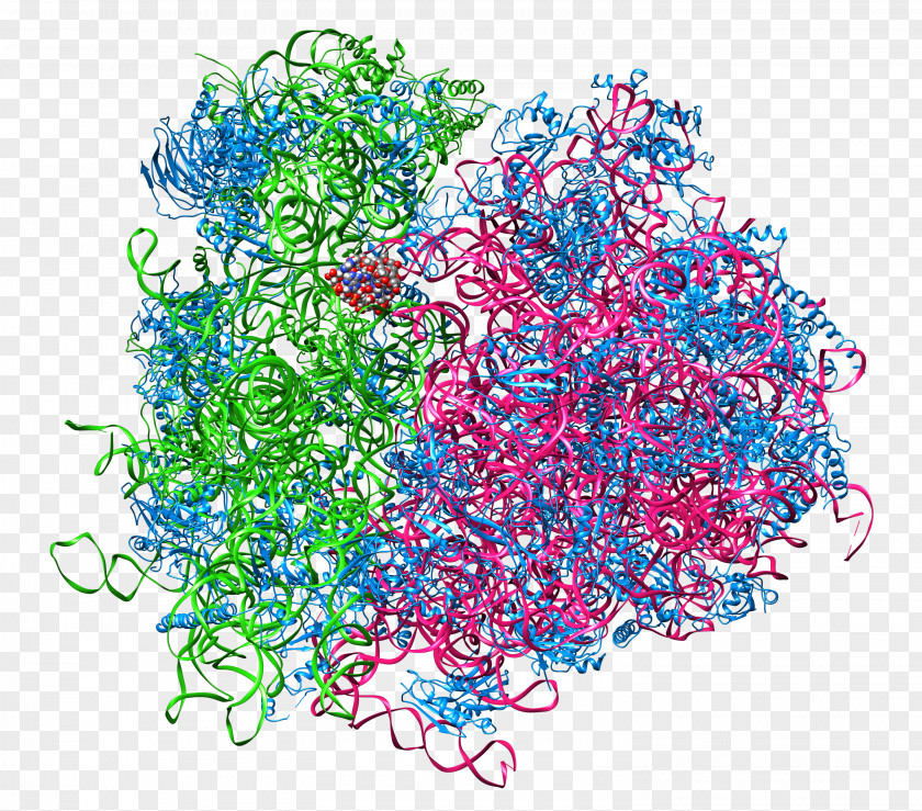 Start Codon Ribosome Ribosomal RNA Cell Protein Biosynthesis Polysome PNG