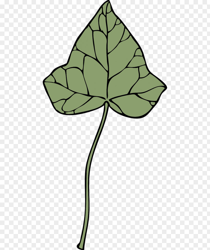 Swiss Cheese Plant Leaves Drawing Clip Art PNG