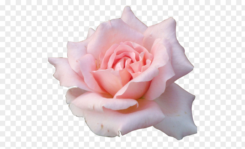 Butterfly Rose Flower Desktop Wallpaper Pink PNG