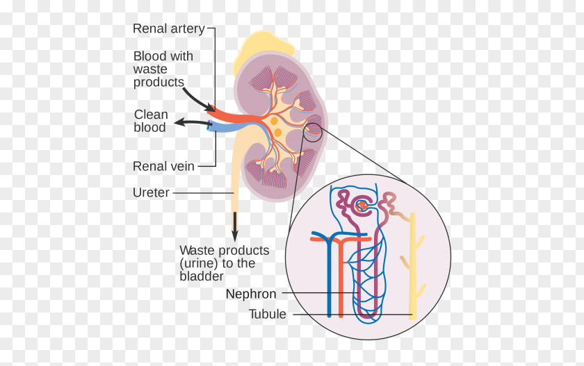 Renal Artery Nephron Artificial Kidney Chronic Disease Diagram PNG