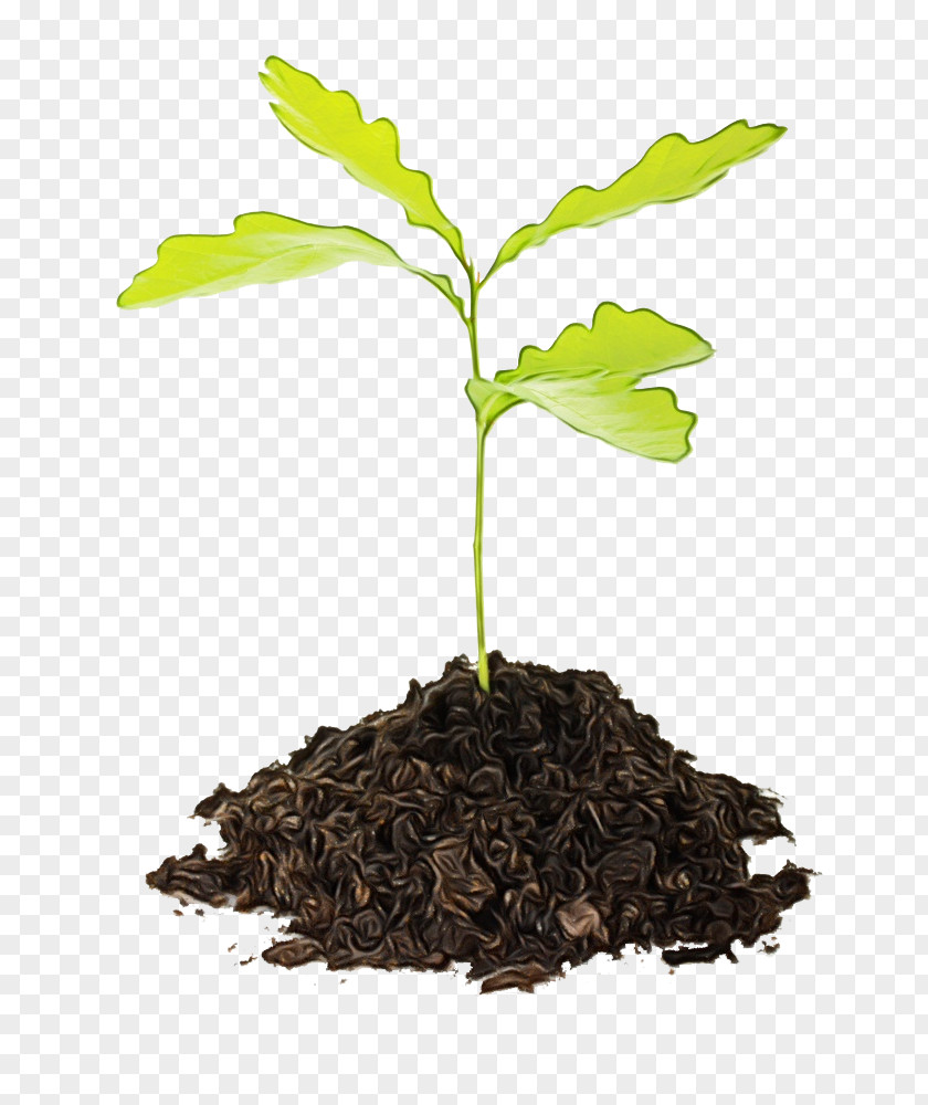 Seedling Sprouting Tree Planting Stock Photography PNG