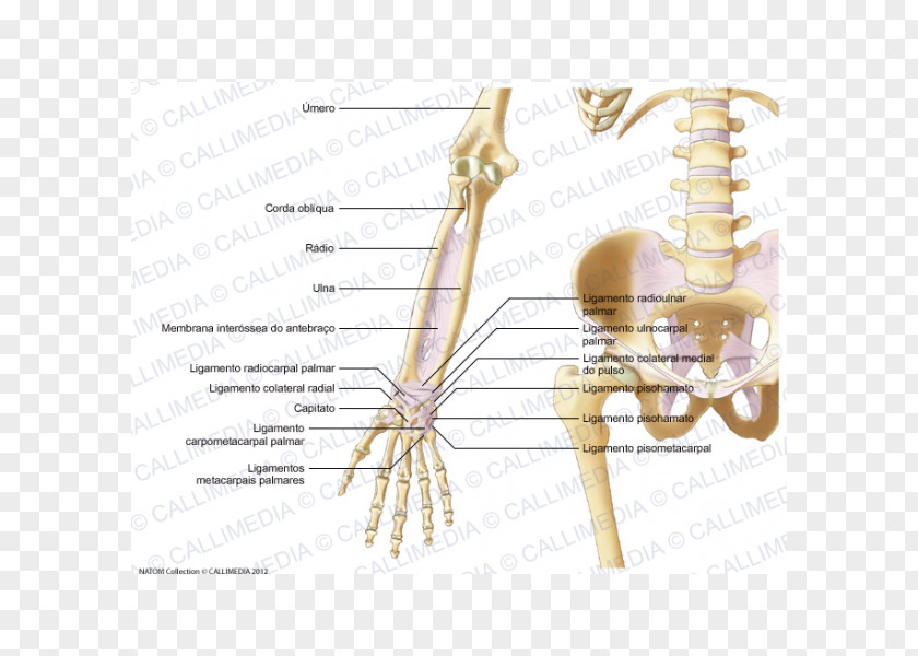 Skeleton Human Ligament Elbow Forearm PNG