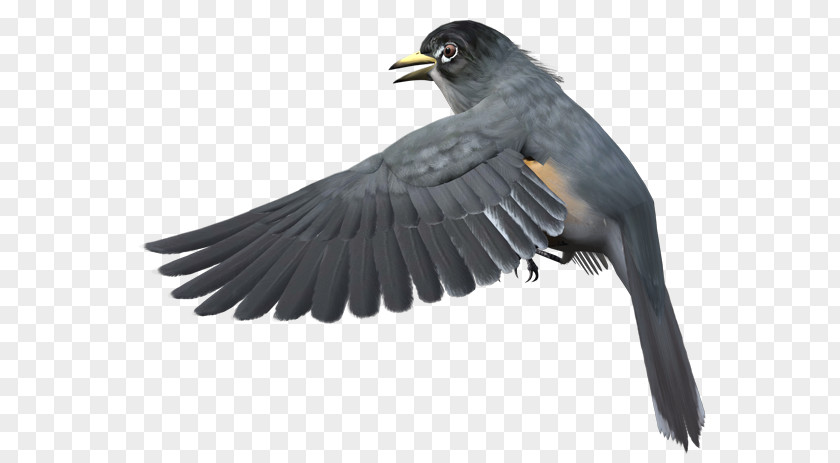 Birds PNG clipart PNG
