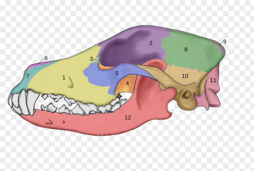 Dog Anatomy Skull Skeleton PNG