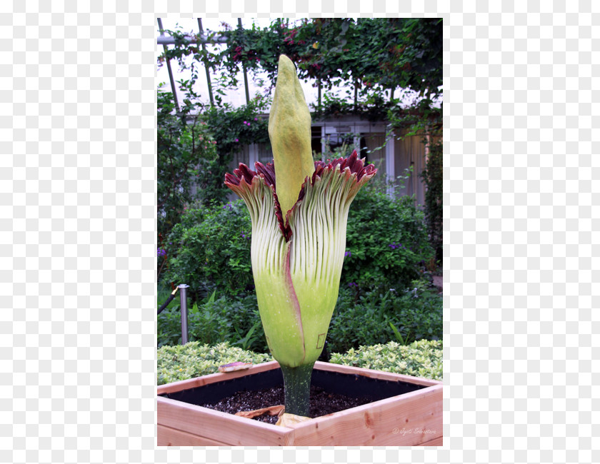 Flower Titan Arum The Scoop Neveria Weber's Greatest Hits: 125 Classic Recipes For Every Grill Chicago Botanic Garden PNG