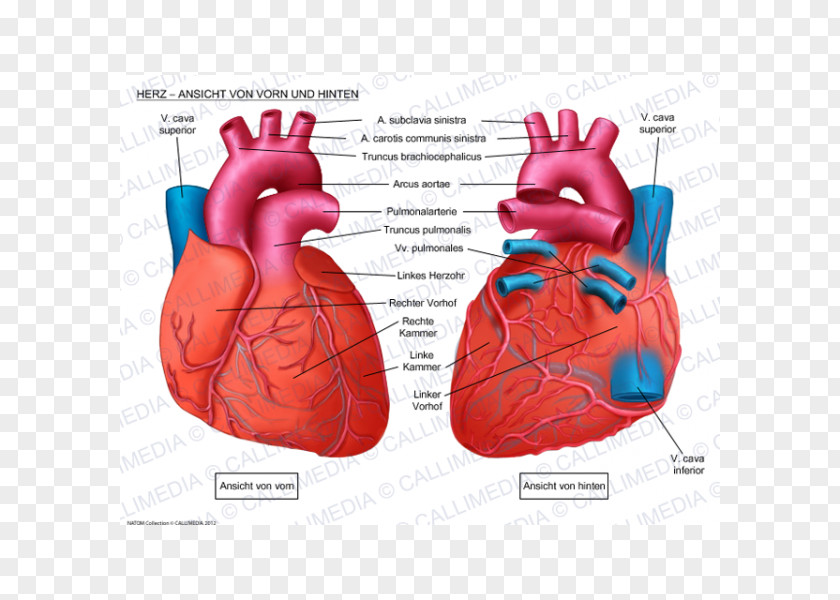 Heart Human Anatomy Coronal Plane Anterior Cardiac Veins PNG
