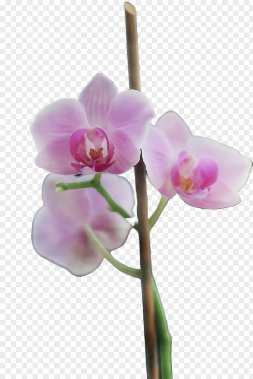 Pedicel Orchid Flower Flowering Plant Moth Pink PNG