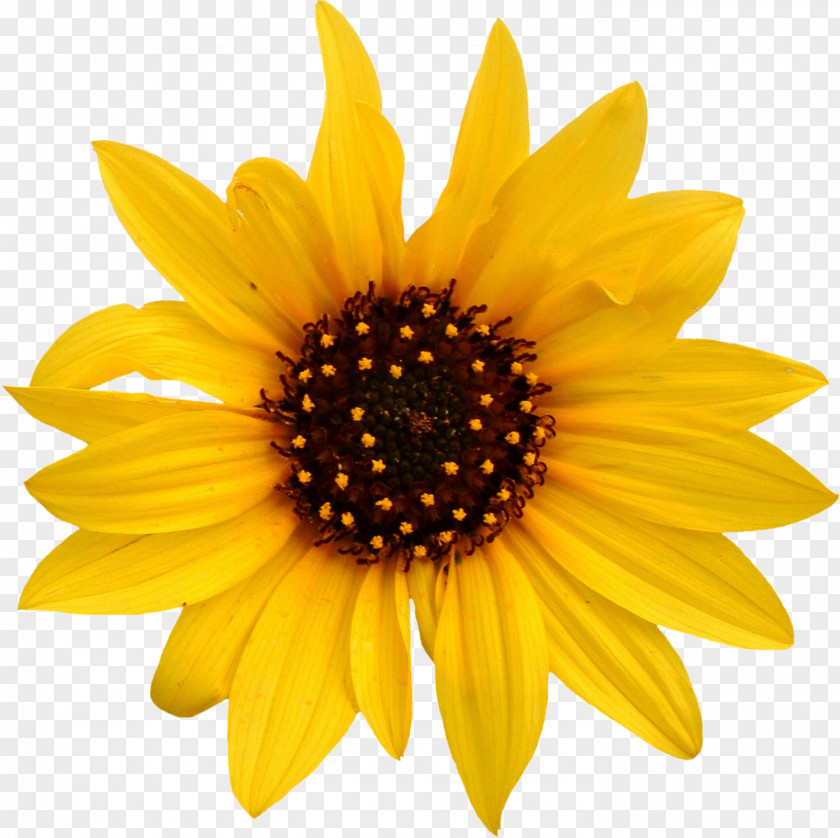 Sunflower Sunflowers Common Daisy Stock Photography White PNG