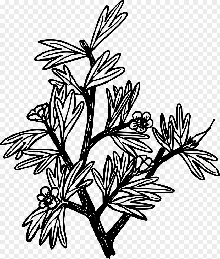 Bluebonnet Drawing Plant Coloring Book Black And White Image Clip Art PNG