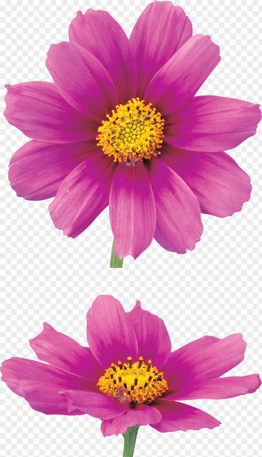 Chrysanthemum Flower Information PNG
