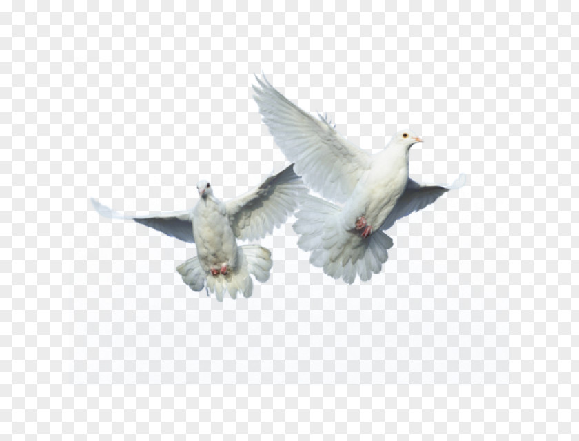 Feather Bird Columbidae Homing Pigeon Flight PNG