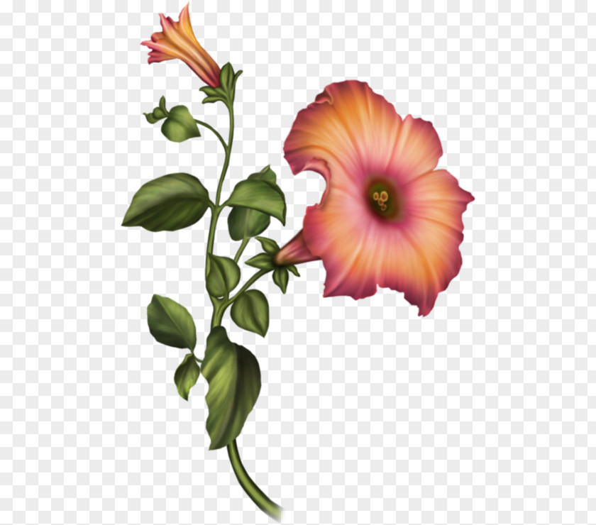 Flower Floral Design Cut Flowers Hibiscus PNG