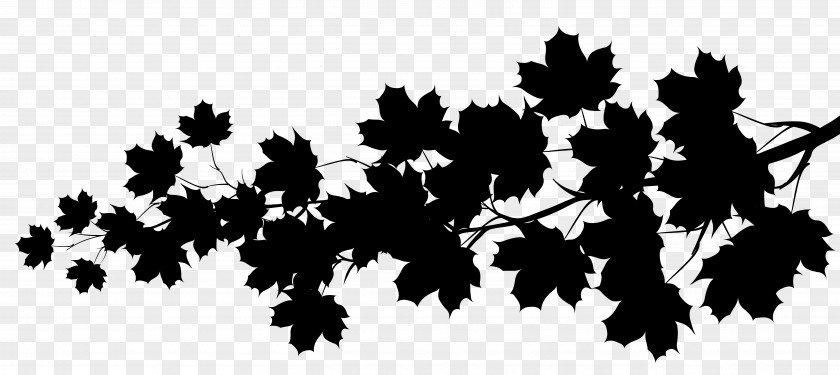 Maple Leaf Image Stretching Desktop Wallpaper PNG