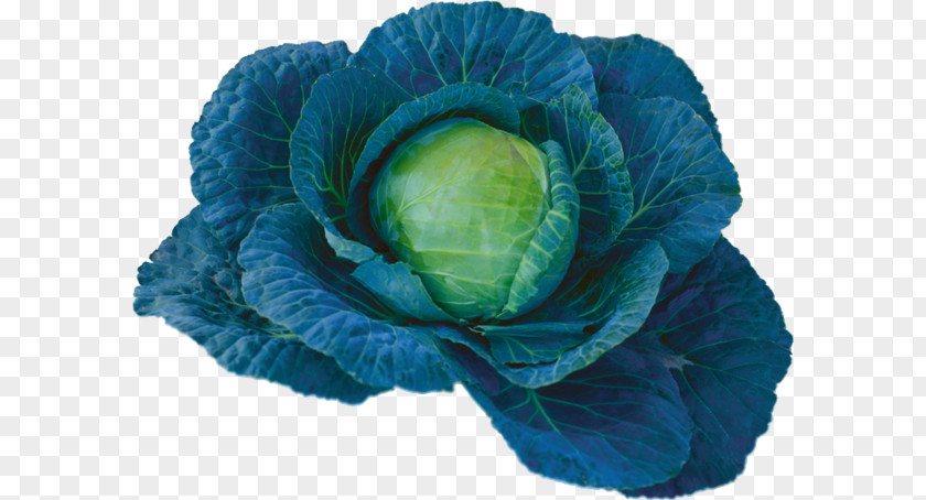 Cabbage Spring Greens Blue Vegetable PNG