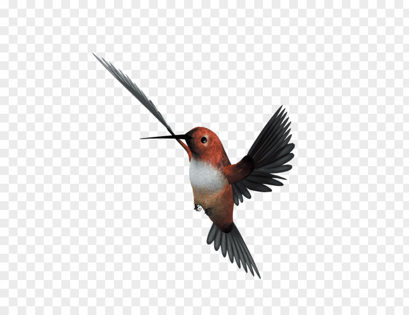 Flying Bird Hummingbird Flight Parrot PNG
