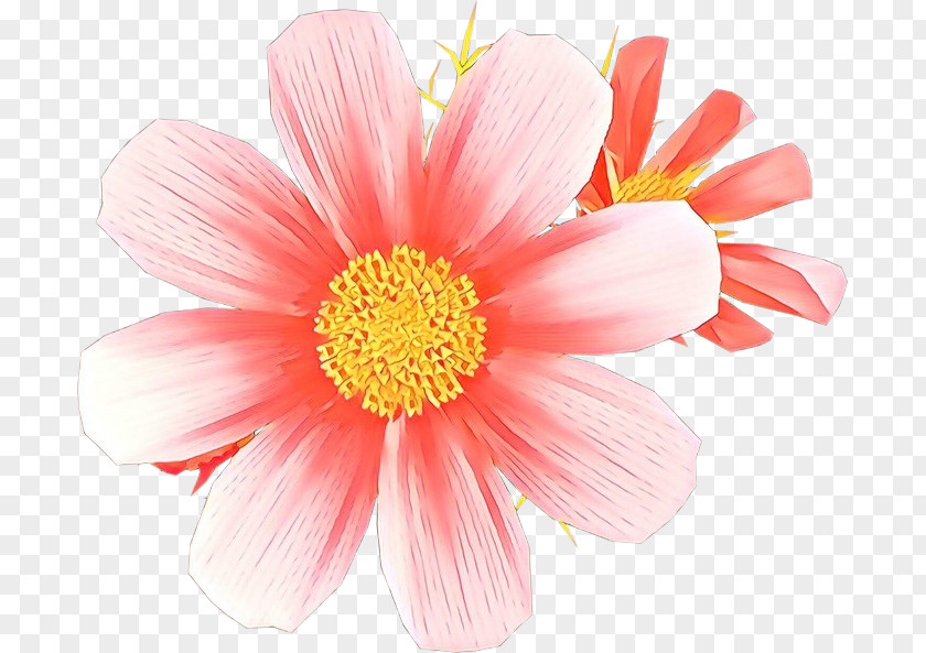 Gazania Cut Flowers Flower Petal Barberton Daisy Pink Plant PNG