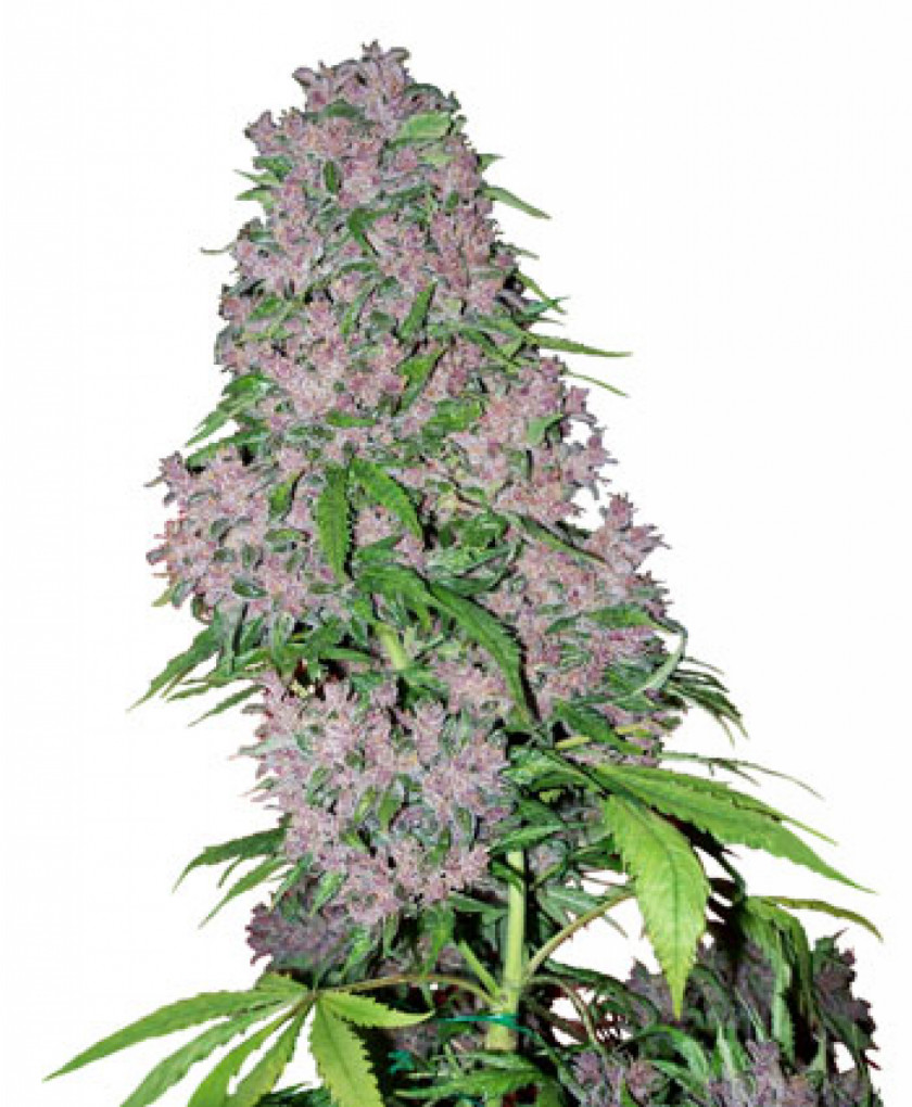 Skunk Kush Cannabis Sativa Bud Seed PNG