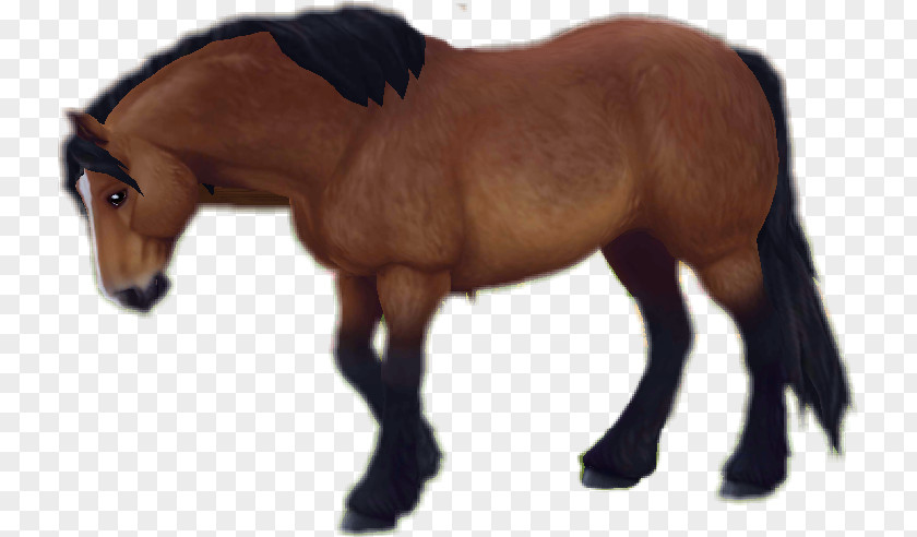 Star Stable Edits Mare Stallion Pony Foal PNG