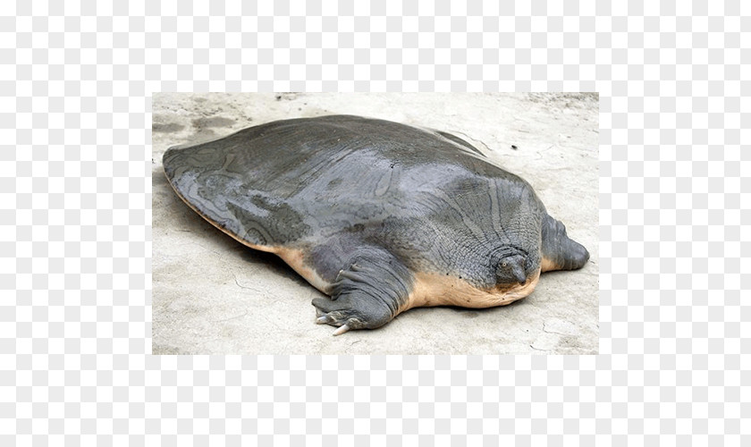 Turtle Cantor's Giant Softshell Suzhou Zoo Yangtze Indian Narrow-headed PNG