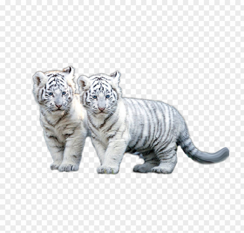 White Tiger The Siberian Clip Art PNG