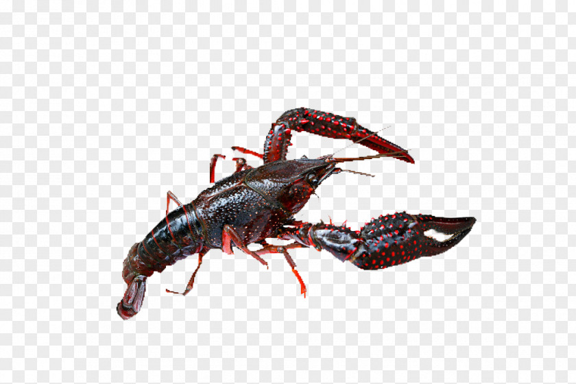 Xuyi County Lobster Crab Seafood Palinurus Elephas PNG elephas, lobster,food,Supper,Prawn clipart PNG