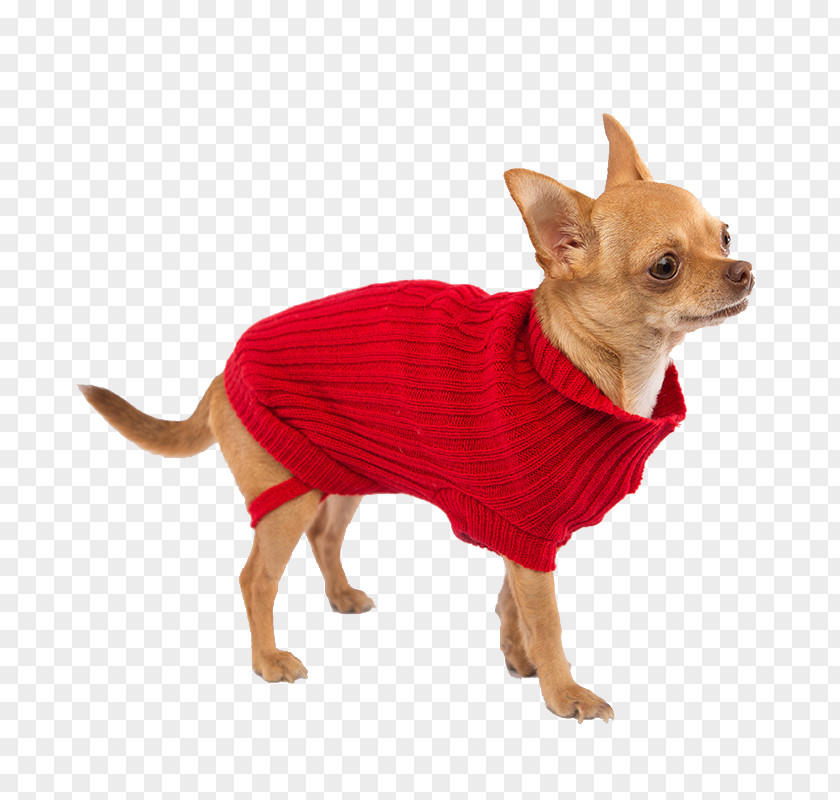 Dog Breed Chihuahua Russkiy Toy Companion Cable Knitting PNG