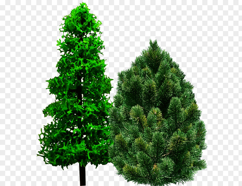 Forest Spruce Pine Christmas Tree Fir PNG