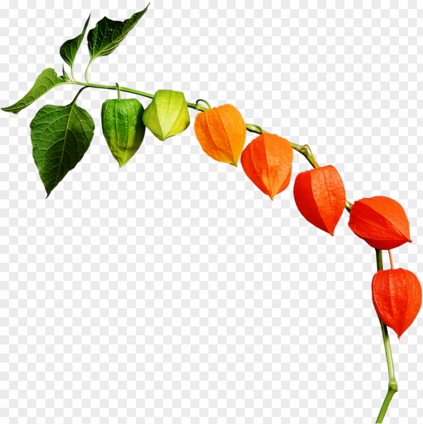 Peruvian Groundcherry Chinese Lantern Habanero Clip Art PNG