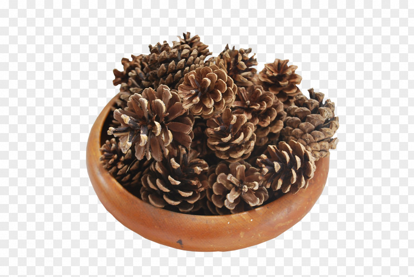 Pine Cone Conifer Tree Shrub Christmas PNG