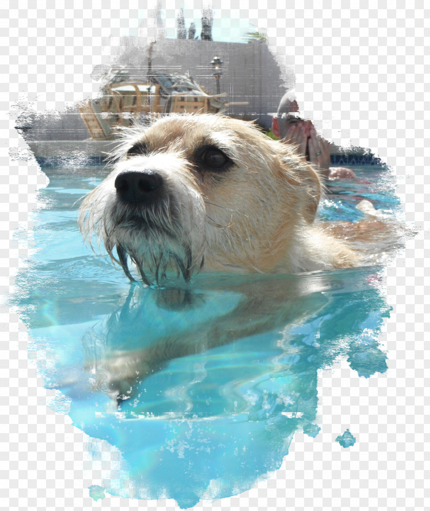 Swimming Pool Norfolk Terrier Dog Breed Pet Snout PNG