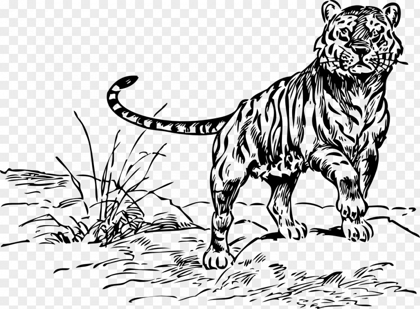 TIGER VECTOR Tiger Drawing Line Art Lion PNG