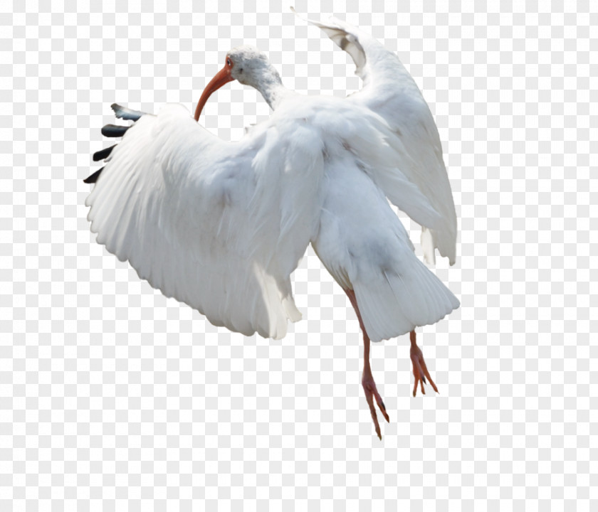 Whie Ibis Image Desktop Wallpaper White Stork PNG