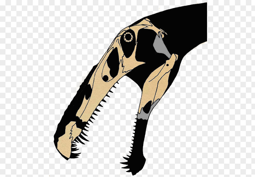 Dinosaur Irritator Spinosaurus Siamosaurus Ichthyovenator Suchomimus PNG