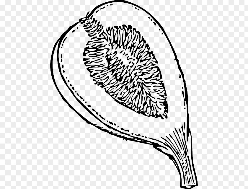 Fig Mission Clip Art PNG