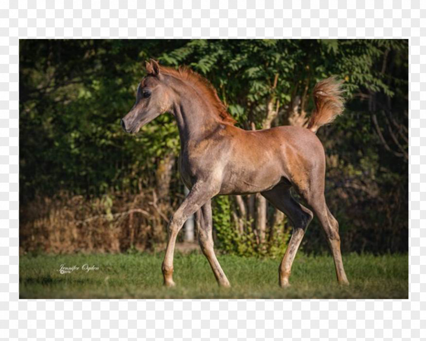 Mustang Mare Foal Stallion Colt PNG