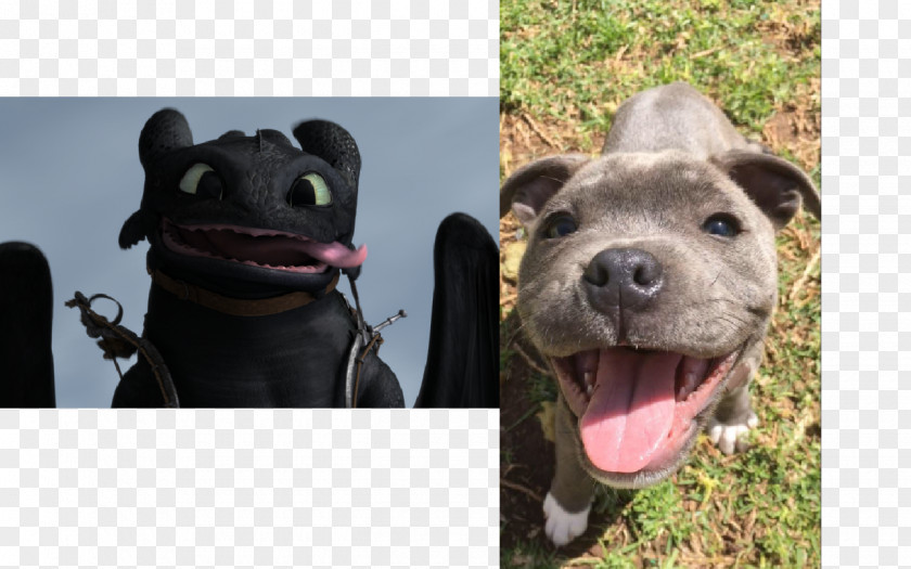 Staffordshire Bull Terrier YouTube How To Train Your Dragon Astrid Toothless PNG