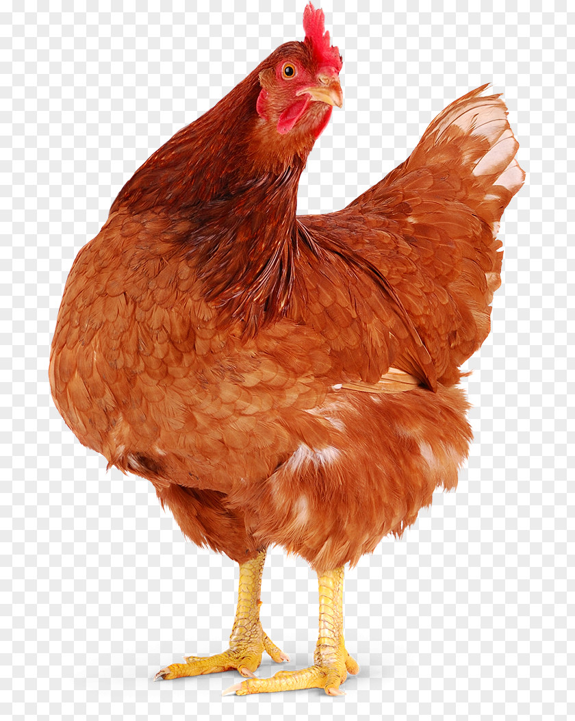 Chicken Meat Hen Poule Pondeuse Rooster PNG