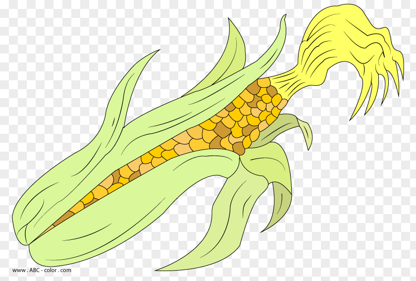 Drawing Maize Clip Art PNG
