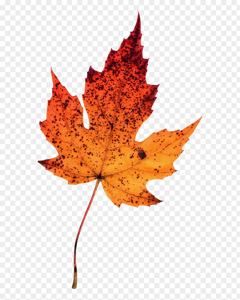 Leaf Maple Photography Autumn Leaves Clip Art PNG