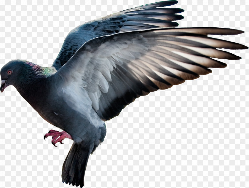 Pigeon Image Domestic Columbidae Flight PNG