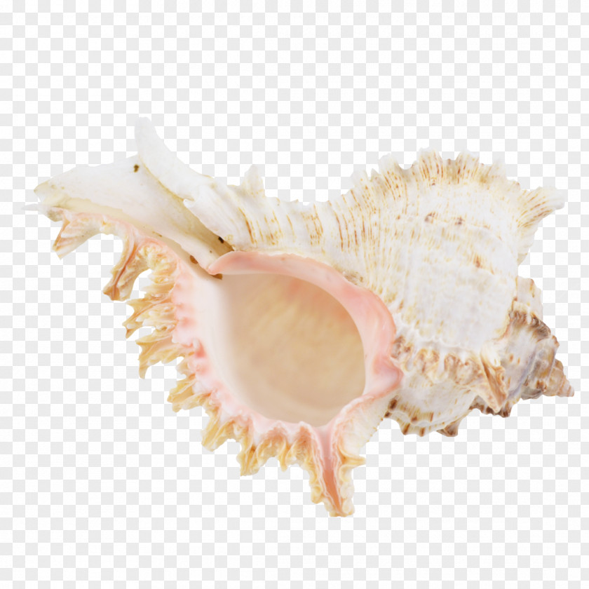 Seashell Cockle Scallop Mussel Clam Shankha PNG