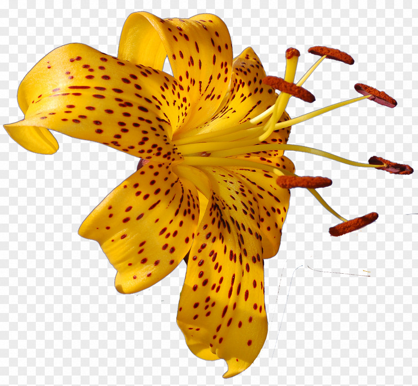 Tropical Flower Lilium Photography Clip Art PNG