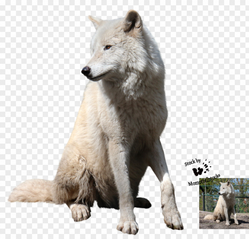 Creative New Year Polar Bear Arctic Wolf Dog Squirrel PNG