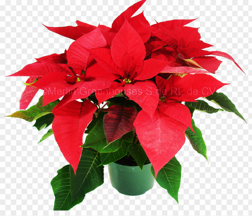 Easy To Do Cut Flowers Poinsettia Houseplant PNG