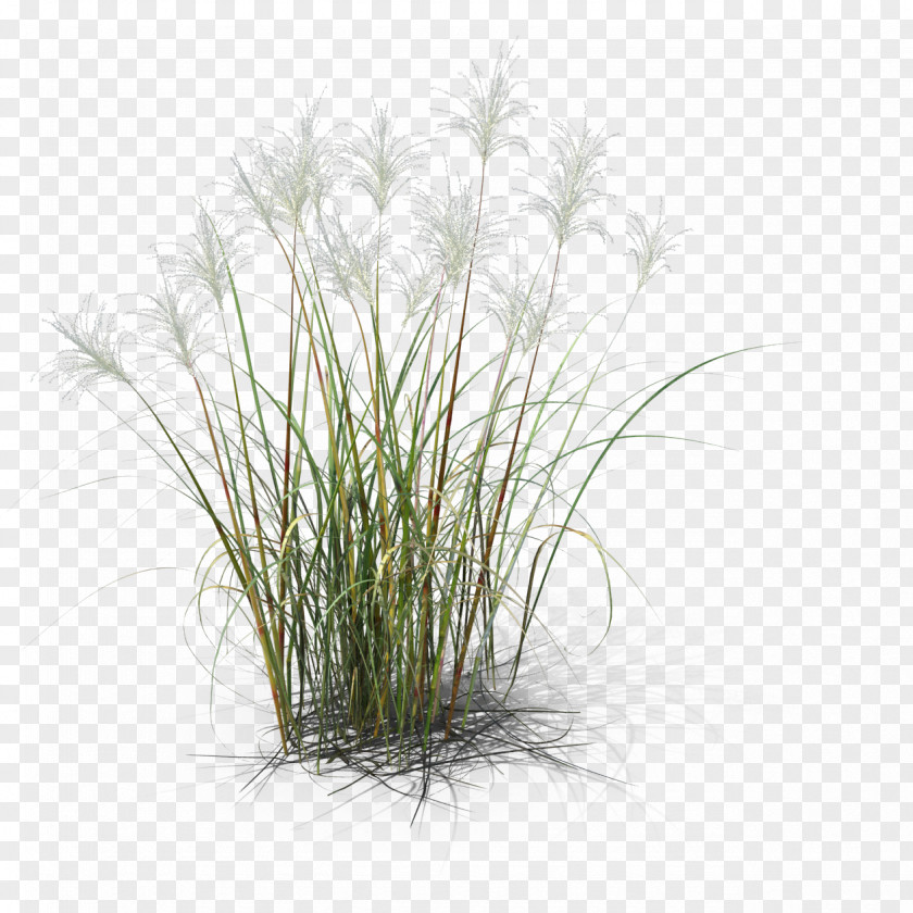 Miscanthus Herbe Herbaceous Plant Common Reed Grass 3D Computer Graphics Design PNG