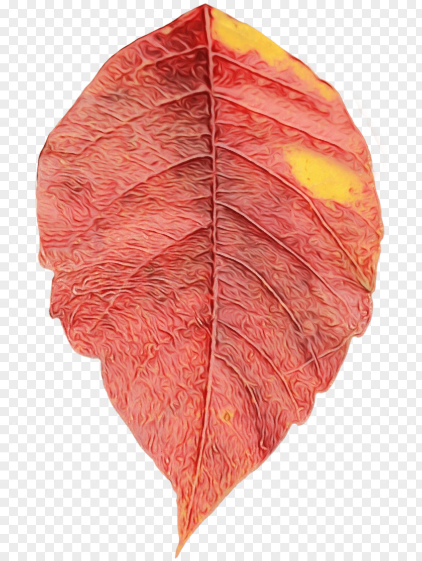 Plant Pathology Deciduous Orange Tree PNG