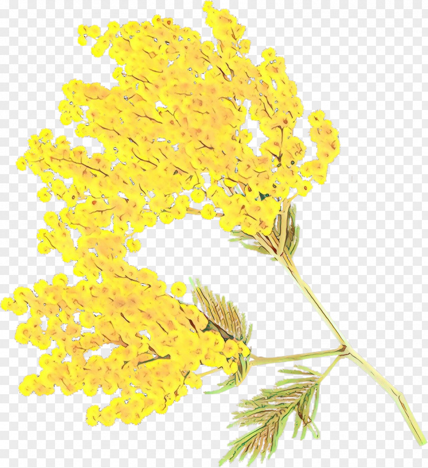 Twig Mimosa PNG