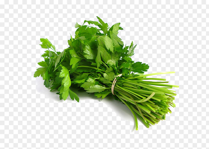 Vegetable Coriander Indian Cuisine Thai Herb Leaf PNG